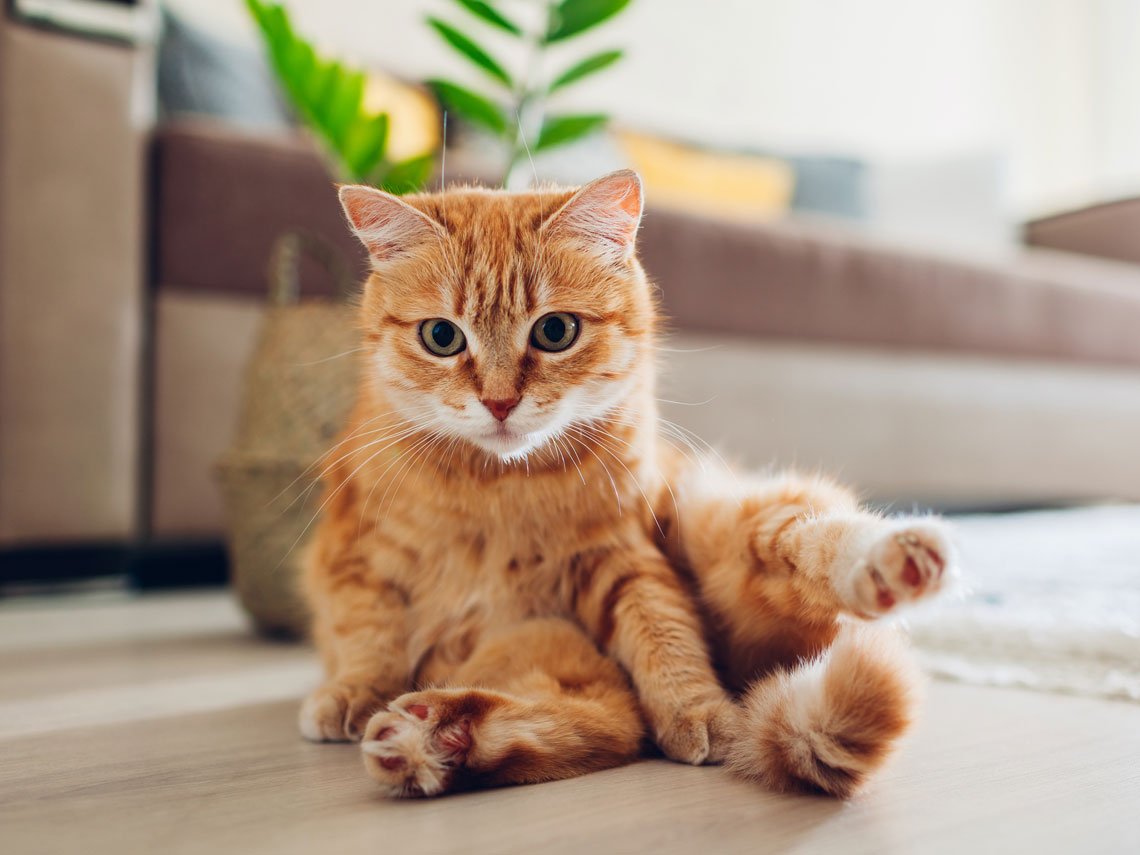 Mes de los gatos ¿Cuáles son