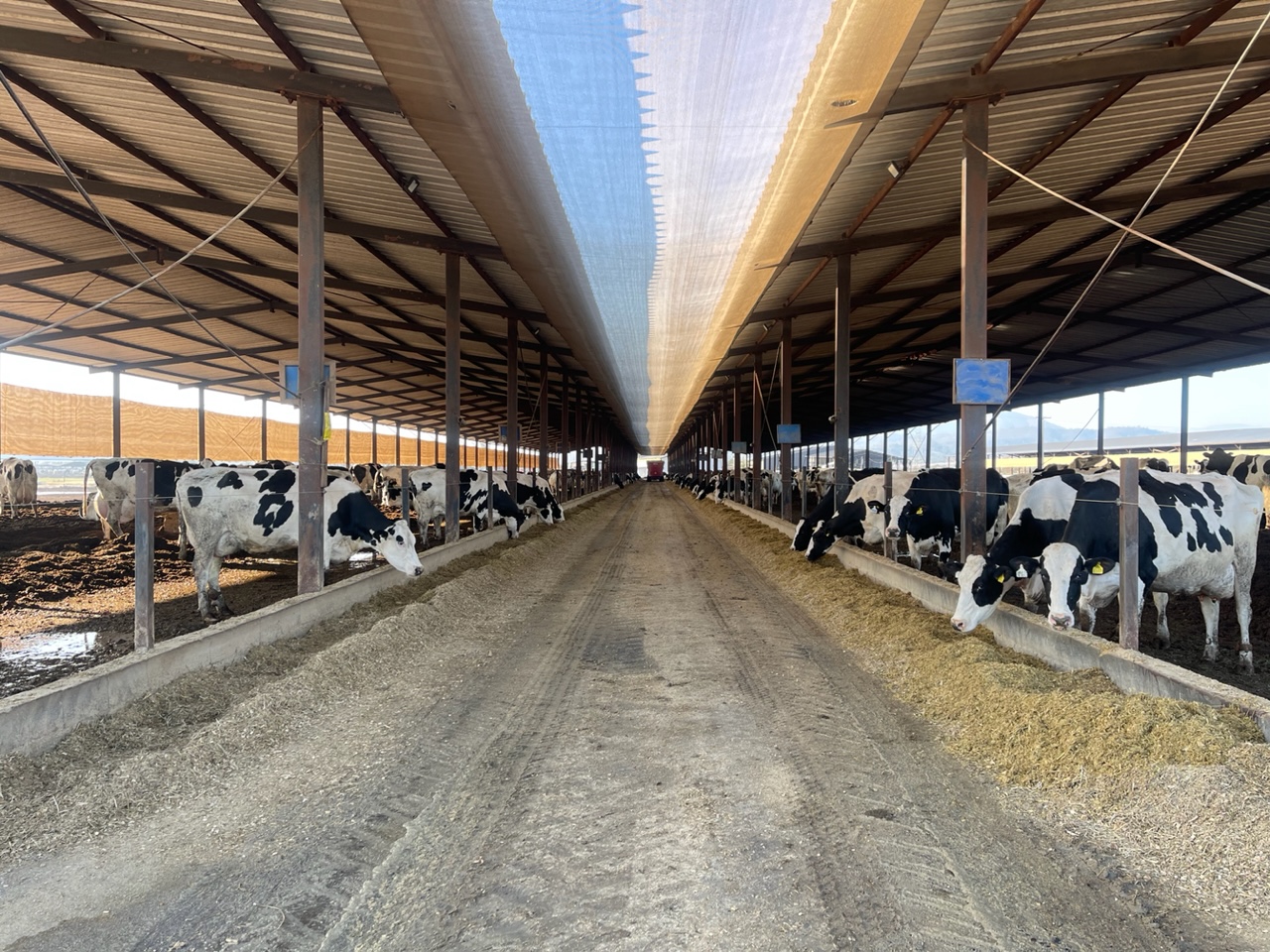En campo de Casablanca cercano al mar: Vacas producen 24 millones de litros  de leche – G5noticias