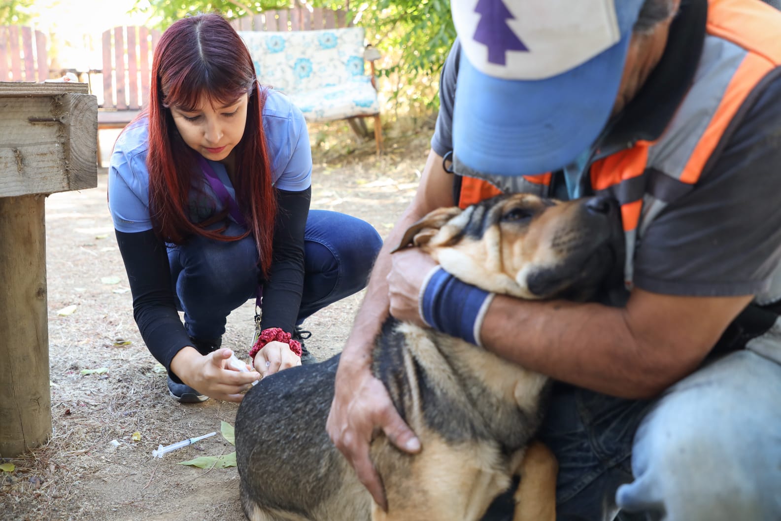 300+ Dogs Vaccinated Against Distemper in Valparaíso - News Directory 3
