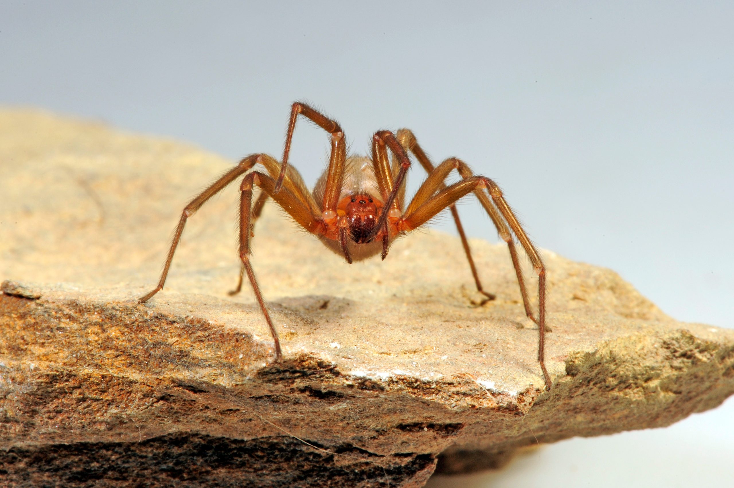 Cómo prevenir y actuar frente a una mordedura de araña de rincón en ...