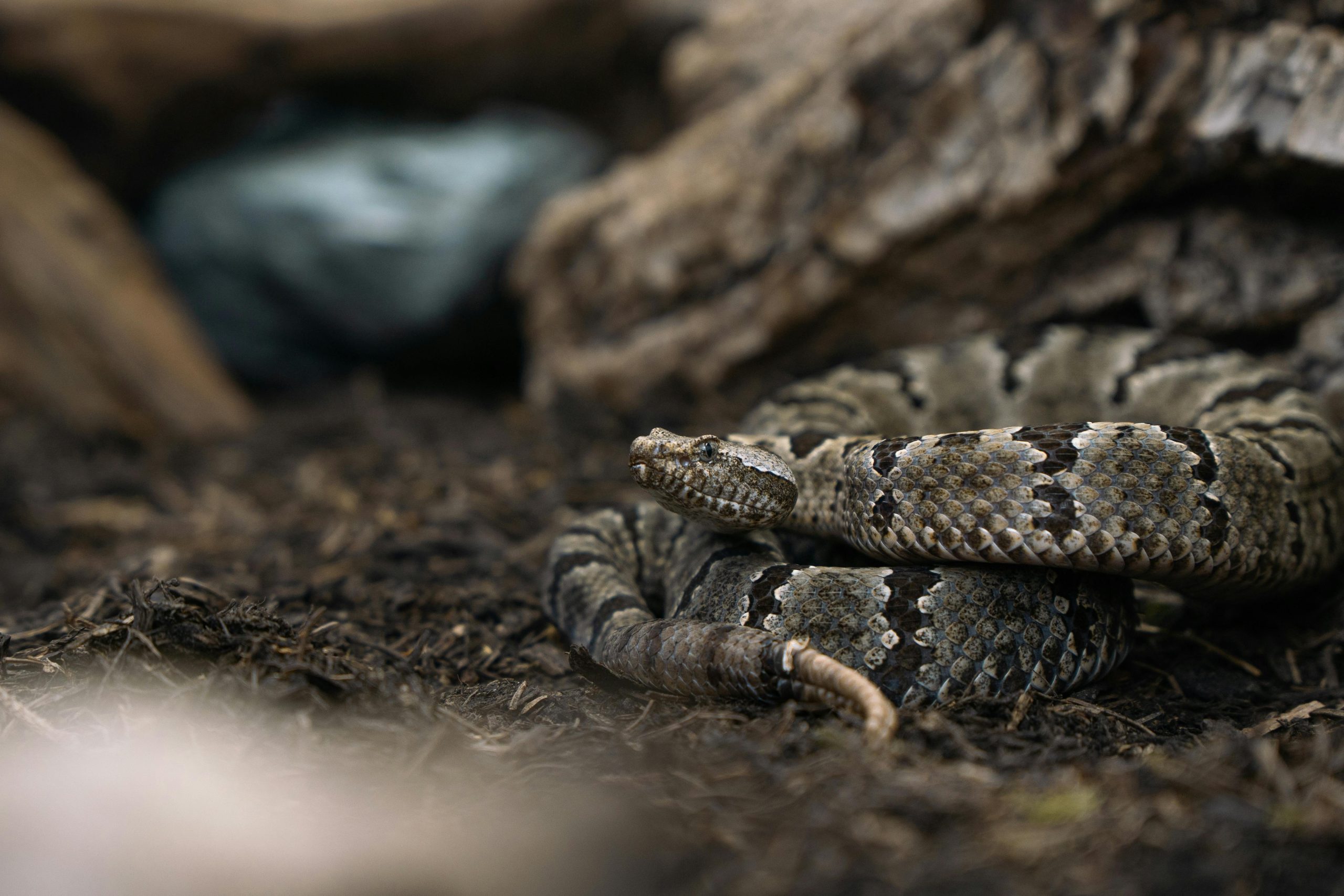 Serpiente cascabel en San Antonio: riesgos para la salud y qué hacer ...