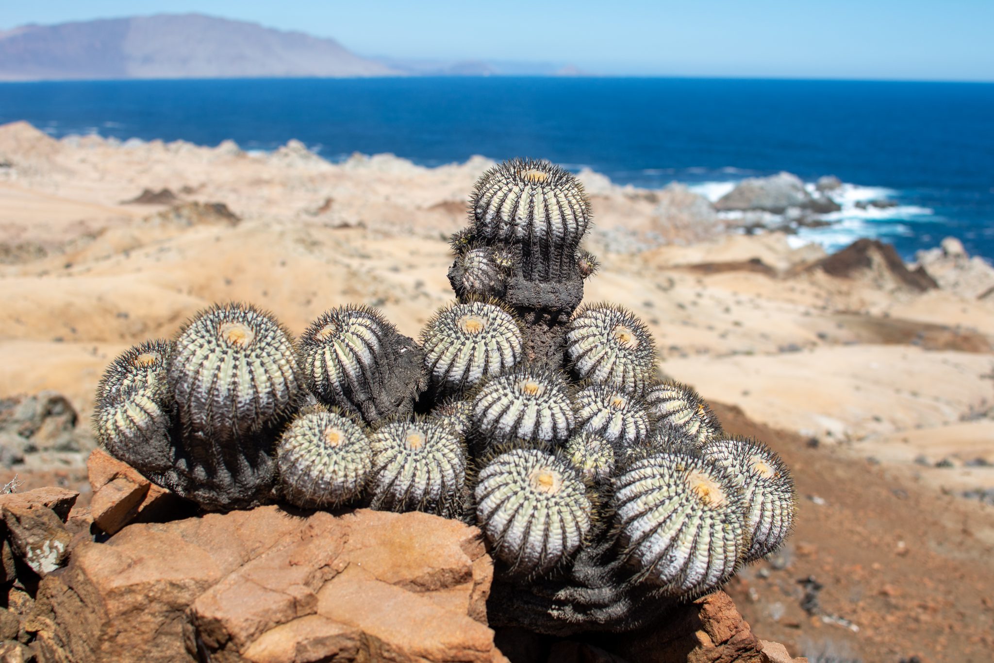 Proyecto de conservación en el desierto de Atacama es reconocido entre ...