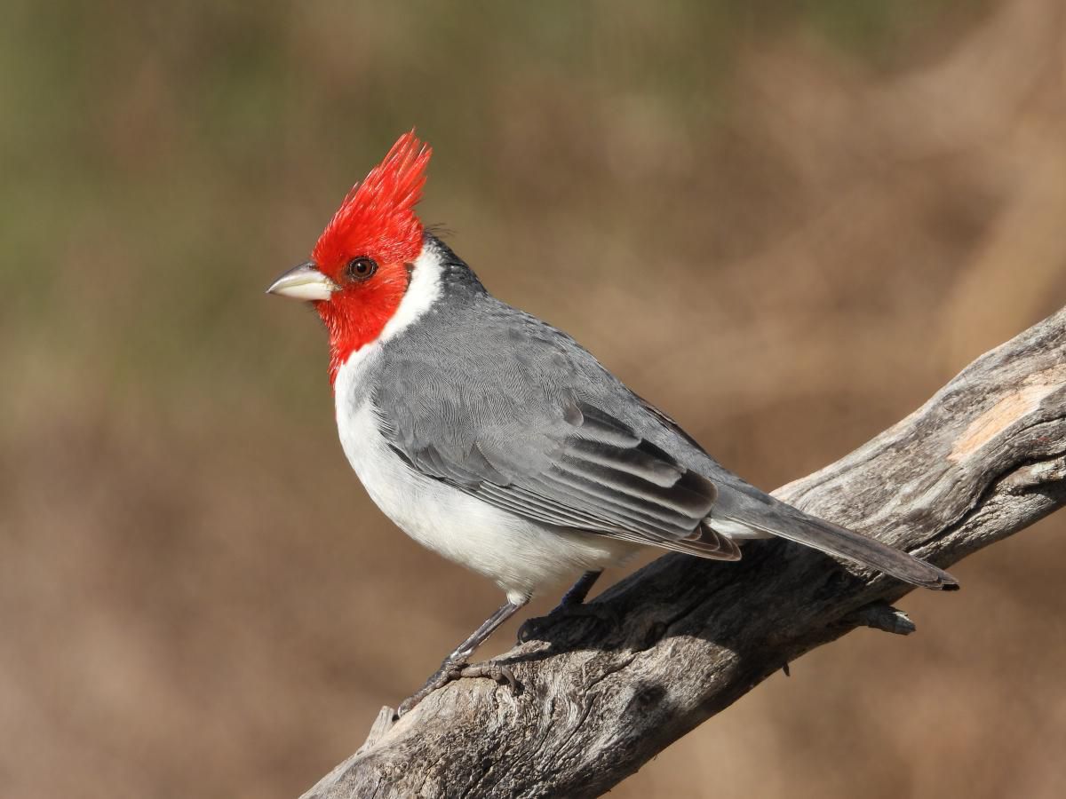 La asombrosa coincidencia que tiñe de blanco, azul y rojo al Parque Tricao