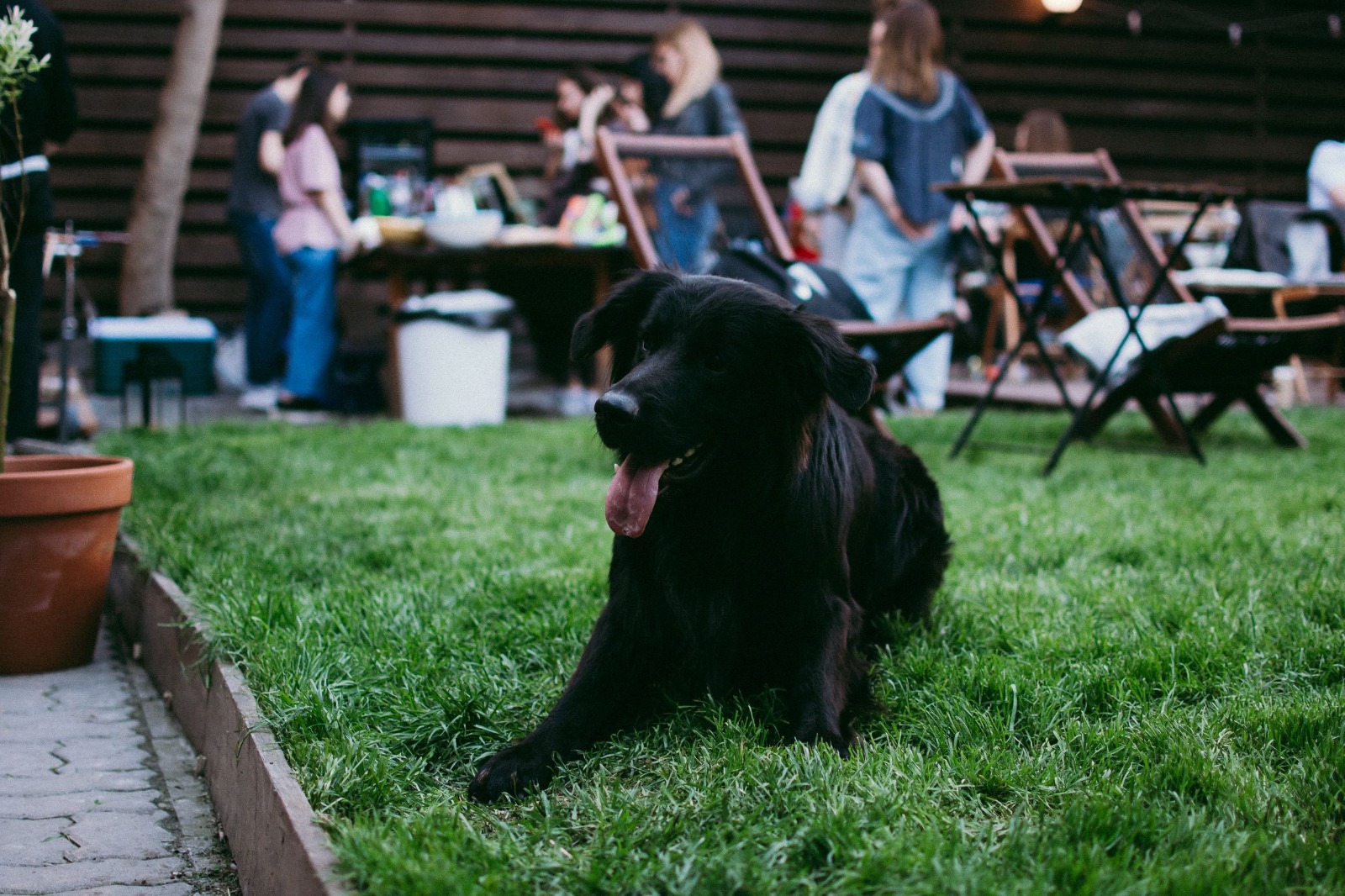 ¿Quieres llevar a tu perro a la fonda? Los 5 errores más comunes que ponen en riesgo la salud de tu mascota en Fiestas Patrias