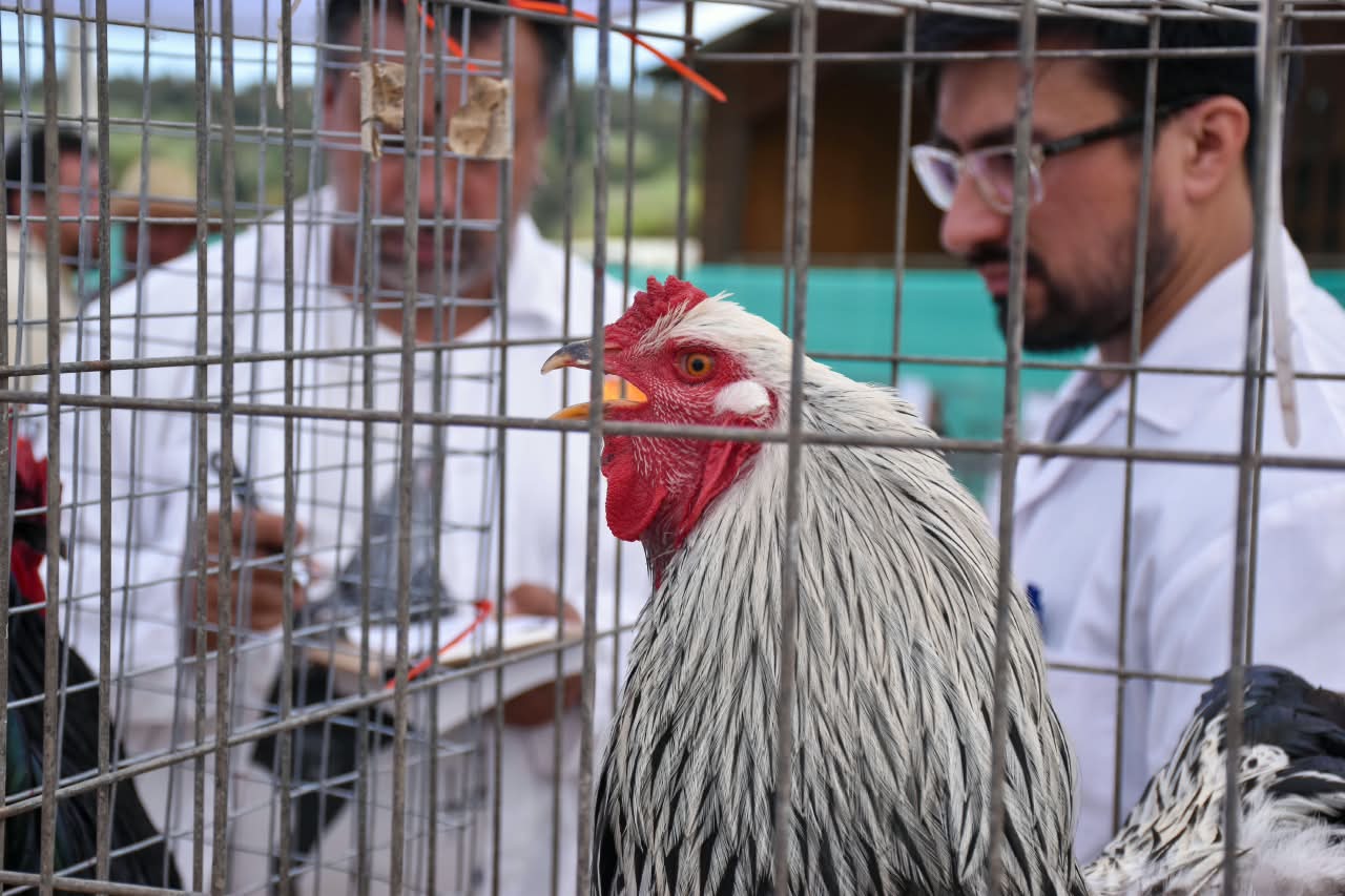 Segunda versión de Expo Criadores del Litoral reunió a familias y criadores en Lo Abarca